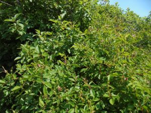 Wild Rose bush (we think) covered with buds