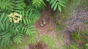 Seagull nest with eggs along the Cobblestone Beach Trail.