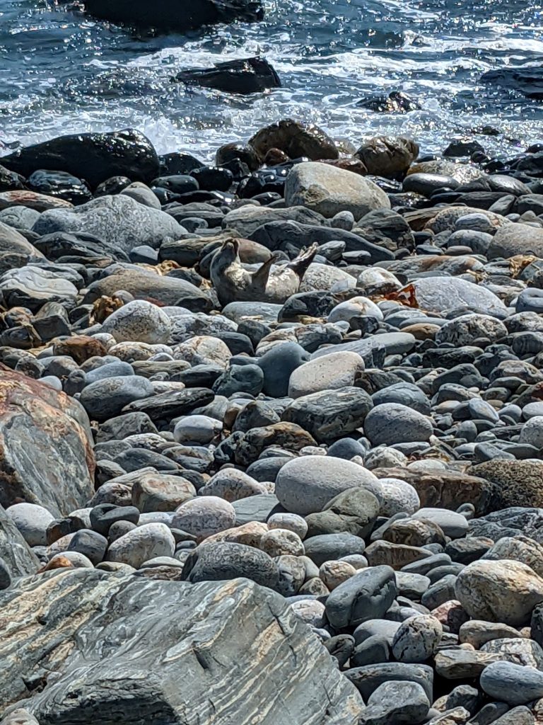 Seguin Island News Archives